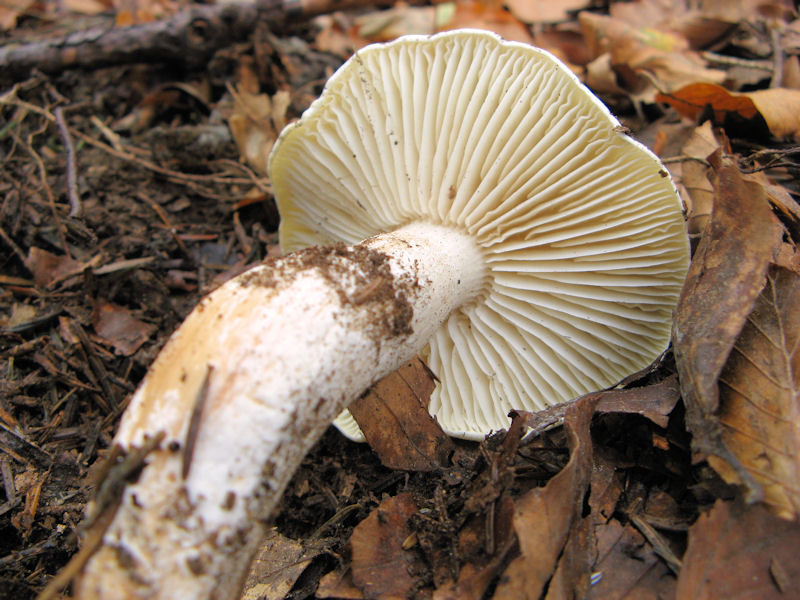 Per chi si vuol divertire!